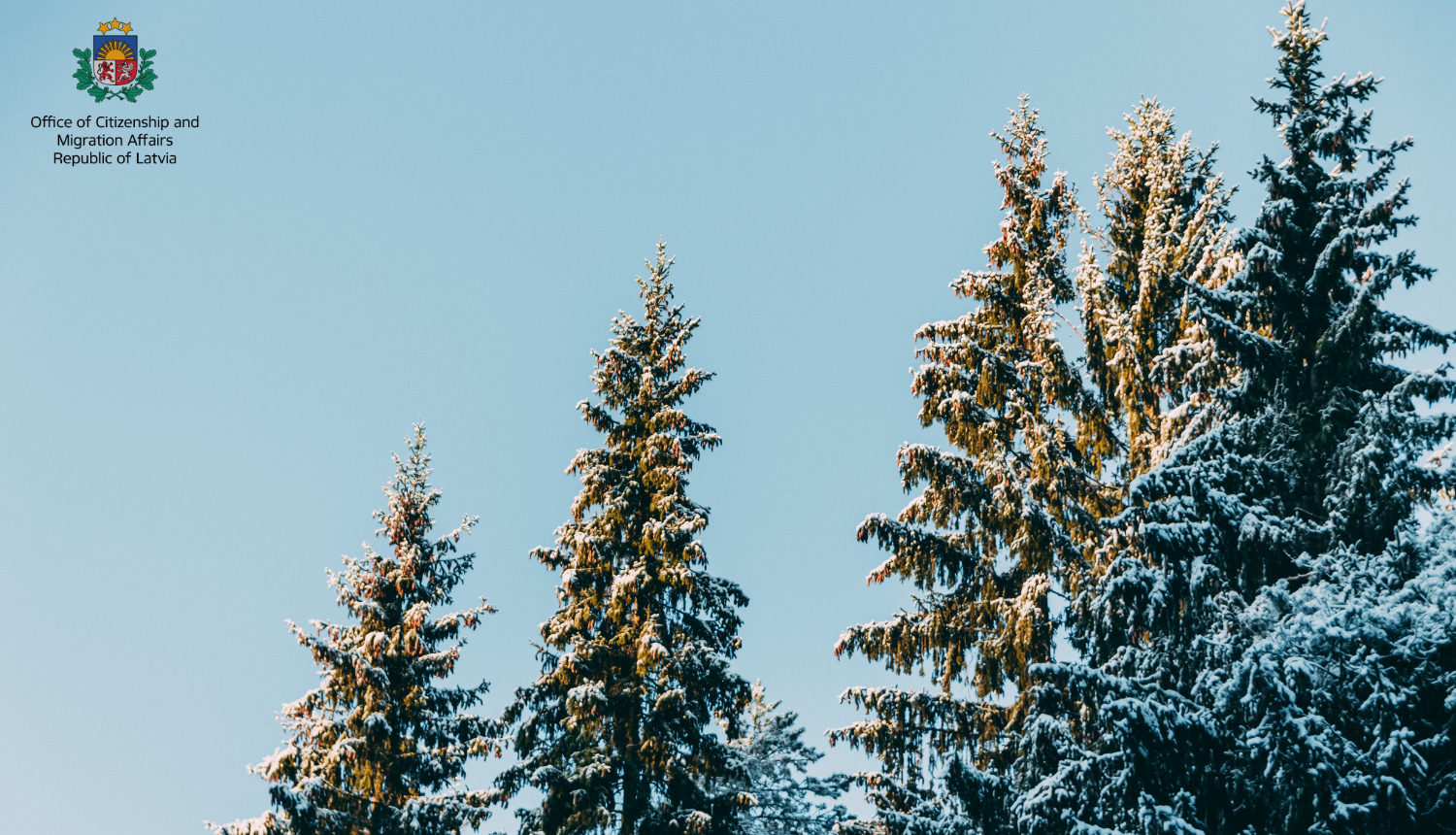 Christmas tree under snow